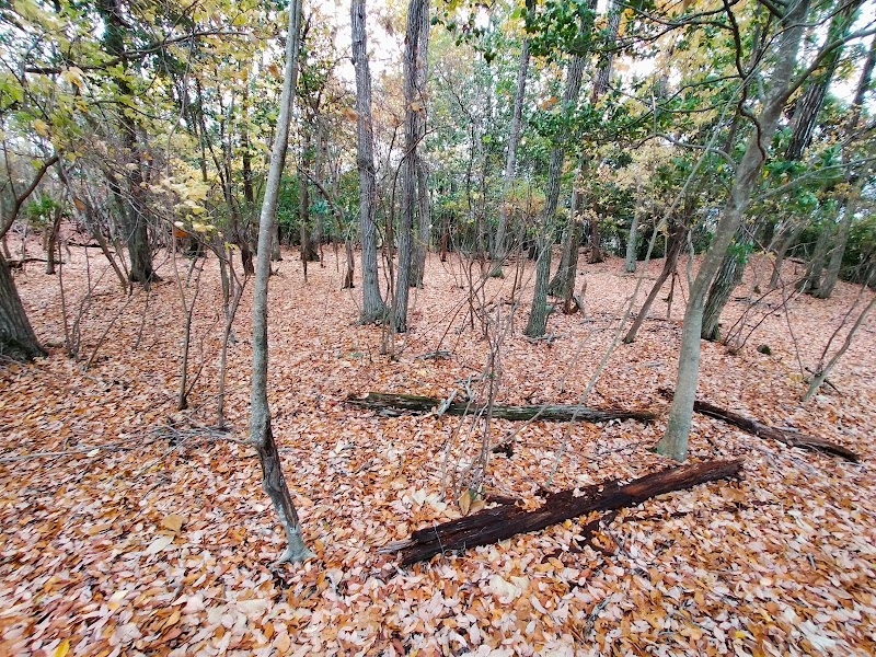 獅子山ノ城跡