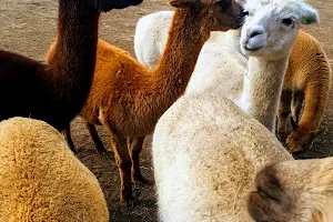 Endeavour Alpacas - Nirvana Farm image
