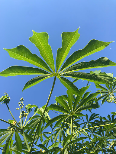 Pet Store «Ponds & Plants», reviews and photos