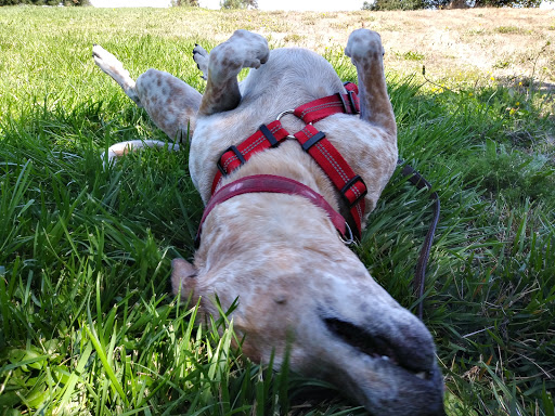 Pet Supply Store «Petco Animal Supplies», reviews and photos, 4500 Las Positas Rd, Livermore, CA 94551, USA