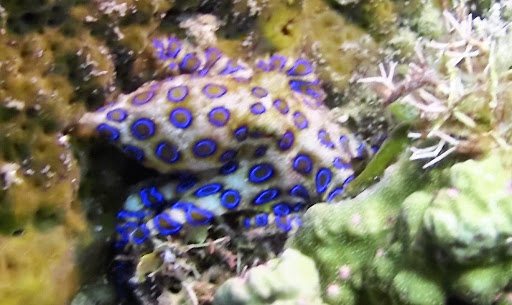 Dive Shop «Duggan Diving», reviews and photos, 2617 Pat Booker Rd #101, Universal City, TX 78148, USA