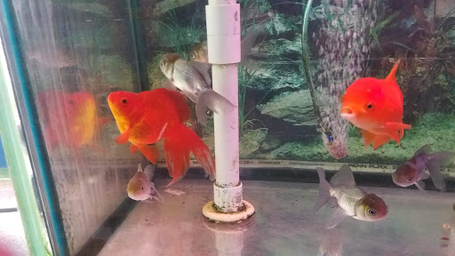 Pet Supply Store «New Lucky Fish Aquarium & Pet Supply», reviews and photos, 4818 8th Ave, Brooklyn, NY 11220, USA