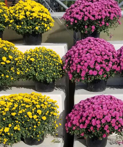 Wholesale Plant Nursery «Garden Fantasy», reviews and photos, 43250 Tyler Rd, Belleville, MI 48111, USA