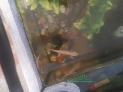 Pet Store «Everything Pets», reviews and photos, 1506 Altamont Ave, Schenectady, NY 12303, USA