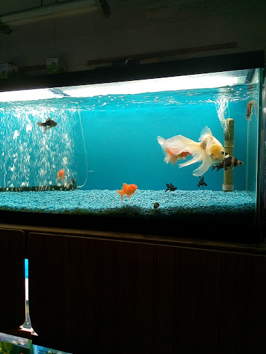 Tropical Fish Store «Tropical Fish World», reviews and photos, 11365 San Pablo Ave, El Cerrito, CA 94530, USA