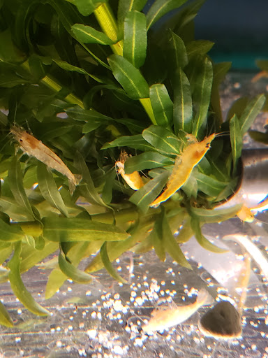 Tropical Fish Store «Concord Aquarium», reviews and photos, 1776 Arnold Industrial Way, Concord, CA 94520, USA