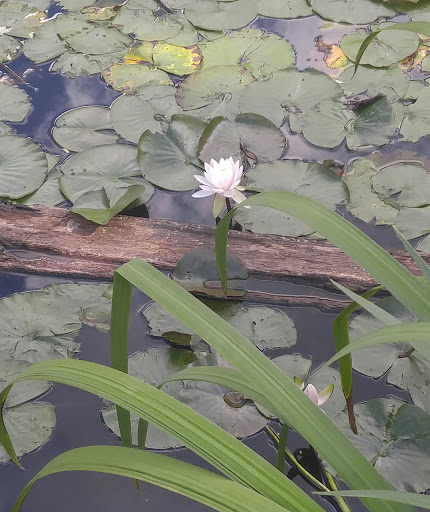 Recreation Center «Little Red Schoolhouse Nature Center», reviews and photos, 9800 Willow Springs Rd, Willow Springs, IL 60480, USA