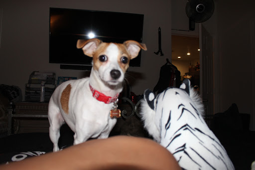 Country Club «Red Mountain Ranch Country Club», reviews and photos, 6425 E Teton Cir, Mesa, AZ 85215, USA