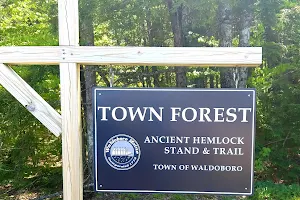 Waldoboro Town Forest image