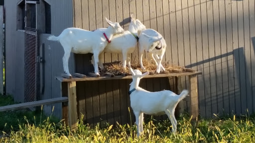 Museum «Queens County Farm Museum», reviews and photos, 73-50 Little Neck Pkwy, Queens, NY 11004, USA