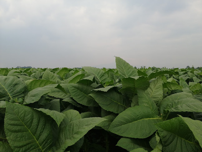 Tabacalera San Castillo