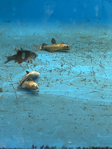 Pet Store «Pets Plus - Quakertown», reviews and photos, 117 S West End Blvd, Quakertown, PA 18951, USA