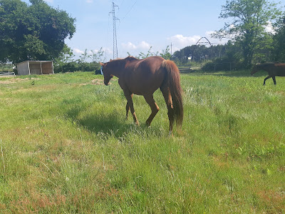 Ranch Sylvabelle à Le Teich