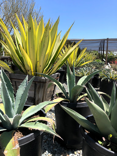 Terra Bella Nursery, Inc. image