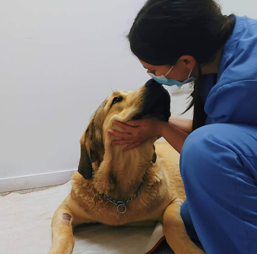 Clínica Veterinaria Santo Domingo en Alicante