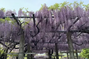 Yamadahiyoshi Shrine image