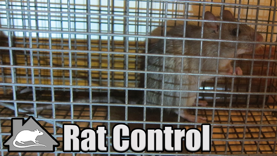 Austin Rat Control