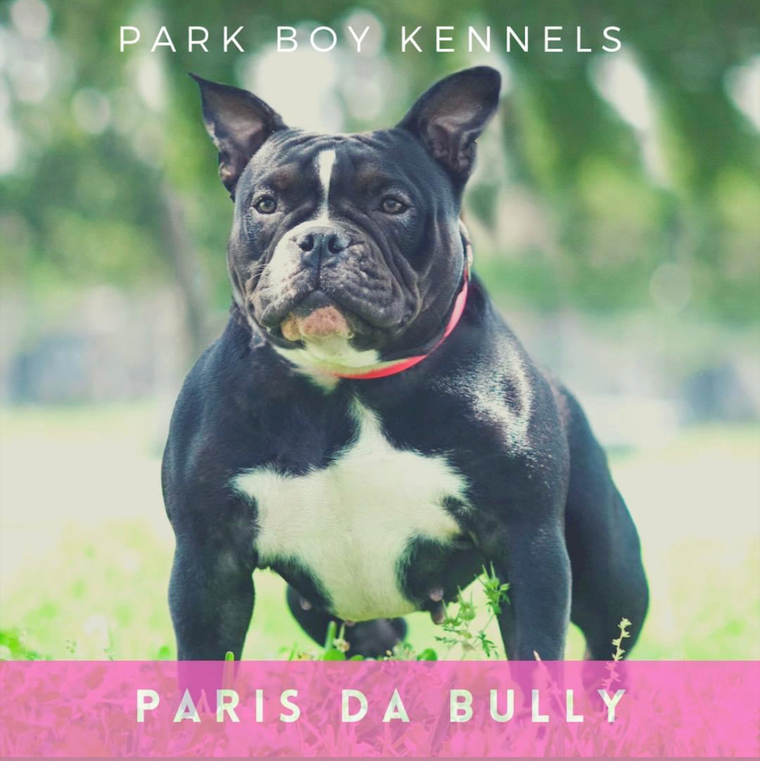Park boy kennels