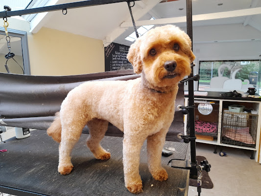 Tailwaggers dog grooming salon