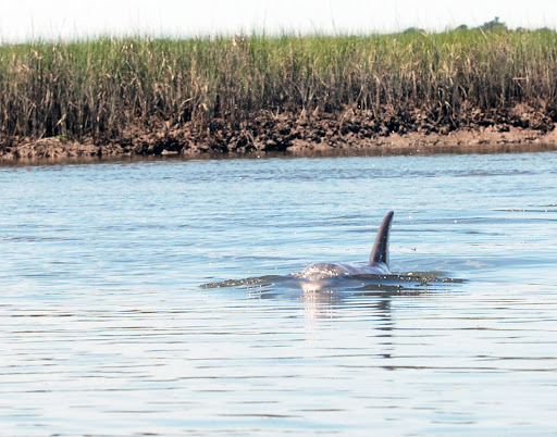 Surf Shop «Surf The Earth», reviews and photos, 47 Da Gullah Way, Pawleys Island, SC 29585, USA