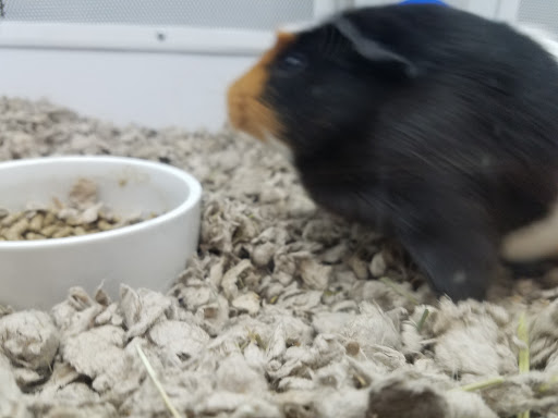 Pet Supply Store «Petco Animal Supplies», reviews and photos, 1215-1309 NJ-33 #1, Hamilton Township, NJ 08690, USA