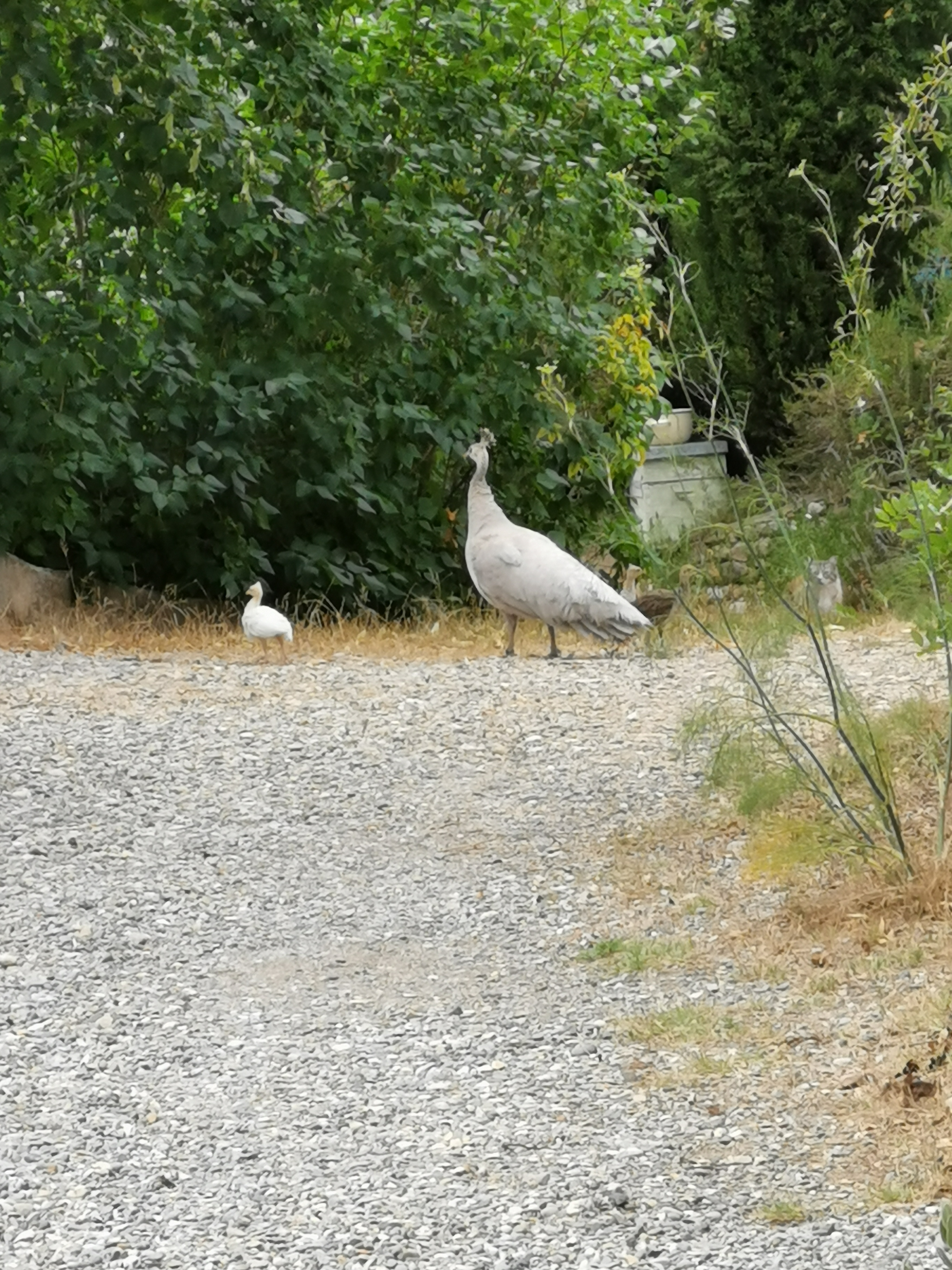 Photo n° 22 de l'avis de Lorand.a fait le 13/07/2019 à 18:11
