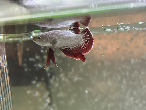 Tropical Fish Store «Aquarium Boutique», reviews and photos, 9035 Garland Rd, Dallas, TX 75218, USA