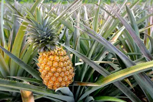 Pineapple Garden, Nalagola image