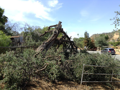 Sierra woodsman tree service