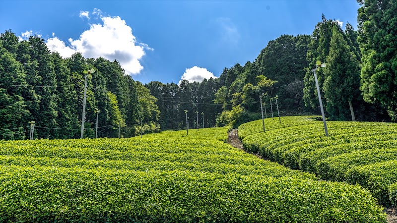 朝宮の茶畑