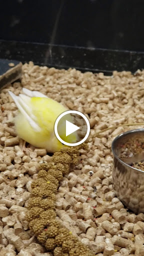 Pet Supply Store «PetSmart», reviews and photos, 350 Fifth St, Oswego, IL 60543, USA