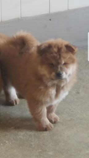 Pet Store «Puppy Palace», reviews and photos, 1250 US-130, Trenton, NJ 08638, USA