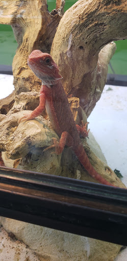 Reptile Store «Reptile Pets Direct», reviews and photos, 8088 Pat Booker Rd, Live Oak, TX 78233, USA