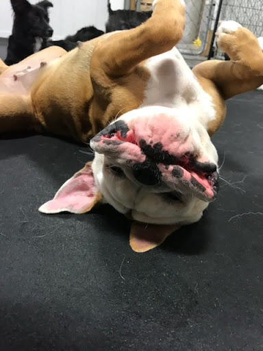 Dog Trainer «Suite Dog Daze», reviews and photos, 2090 Front St NE, Salem, OR 97301, USA