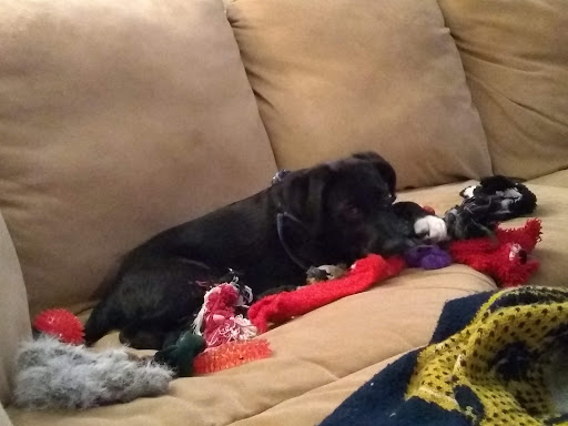 Pet Supply Store «Pet Supplies Plus», reviews and photos, 445 Atlantic City Blvd, Bayville, NJ 08721, USA