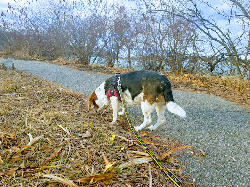 State Park «Abigail Adams State Park», reviews and photos, 770 Bridge St, Weymouth, MA 02188, USA