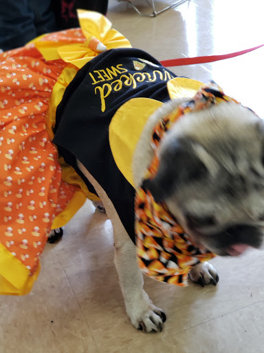 Pet Supply Store «Petco Animal Supplies», reviews and photos, 1086 Killingly Commons Drive, Dayville, CT 06241, USA