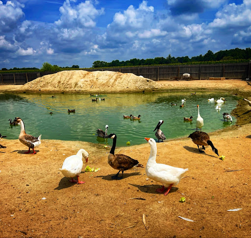 Zoo «3 Palms Zoo & Education Center», reviews and photos, 924 Blackbird Forest Rd, Clayton, DE 19938, USA