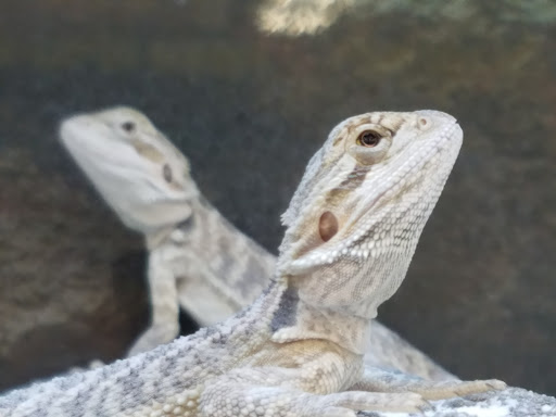 Pet Supply Store «Petco Animal Supplies», reviews and photos, 1951 N Military Trl c, West Palm Beach, FL 33409, USA