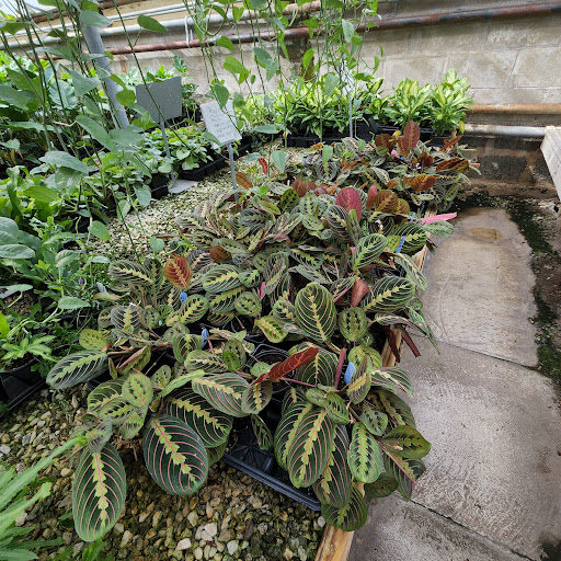 Florist «Radebaugh Florist and Greenhouses», reviews and photos, 120 Burke Ave, Towson, MD 21286, USA