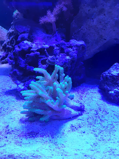 Aquarium «Fish Collection Inc», reviews and photos, 1609 NE 163rd St, North Miami Beach, FL 33162, USA