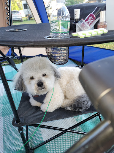 Mainely Puppies Plus