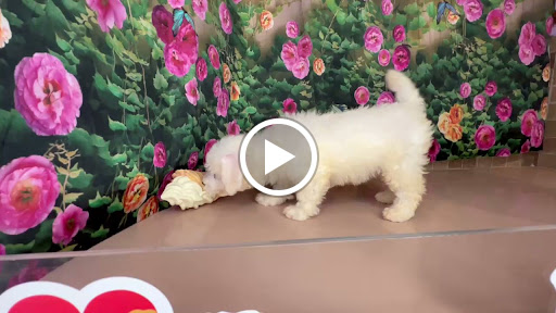 Pet Store «Puppy Love», reviews and photos, 4802 Valley View Blvd NW Uf290, Roanoke, VA 24012, USA