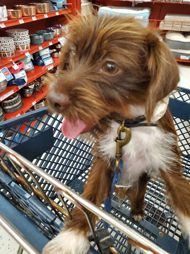 Pet Supply Store «Petco Animal Supplies», reviews and photos, 8164 Mall Pkwy, Lithonia, GA 30038, USA