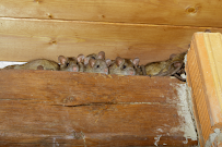 Alfa Pest Management - Photo 5 - Car repair in South Pasadena, CA, Glendale