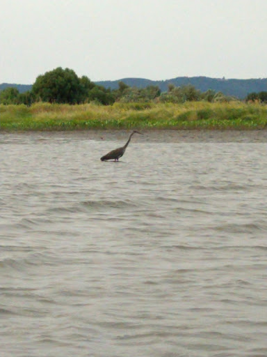 Canoe & Kayak Rental Service «Scappoose Bay Paddling Center», reviews and photos, 57420 Old Portland Rd, Warren, OR 97053, USA