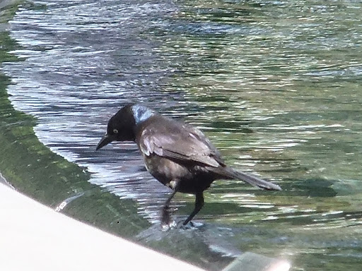 Monument «Washington Monument», reviews and photos, 2 15th St NW, Washington, DC 20024, USA