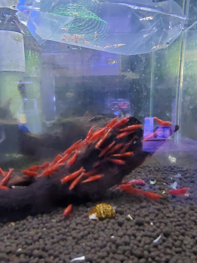 Aquarium Shop «Total Fish & Pets», reviews and photos, 137 Valley Blvd, Alhambra, CA 91801, USA