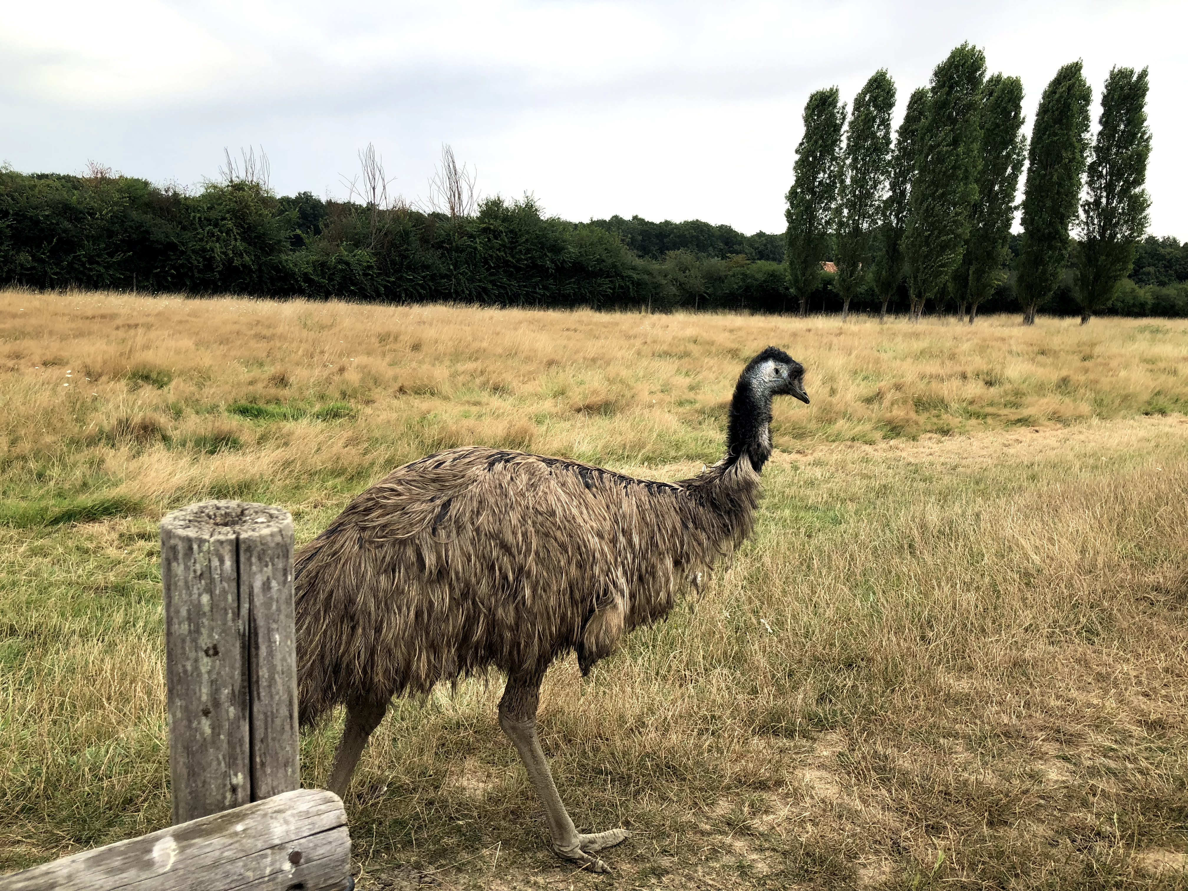 Photo n° 50 de l'avis de Julien.o fait le 27/07/2018 à 17:41