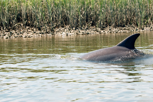 Surf Shop «Surf The Earth», reviews and photos, 47 Da Gullah Way, Pawleys Island, SC 29585, USA